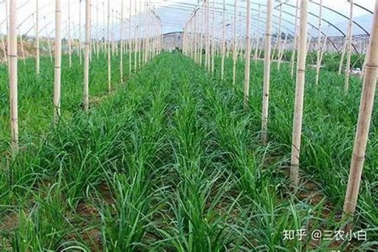 韭菜越冬施肥方法