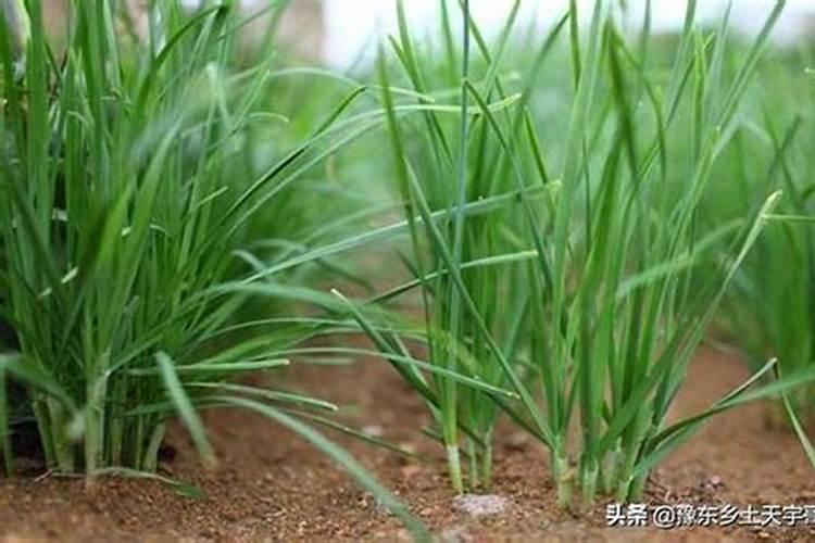 秋后韭菜的种植管理 韭菜怎么施肥好