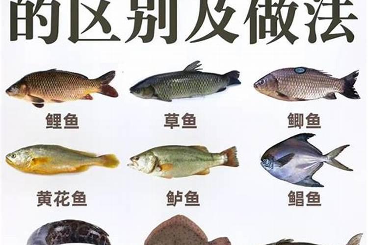 哪种鱼完全没有鱼刺？