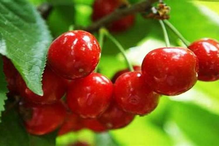 樱桃树施什么肥最好