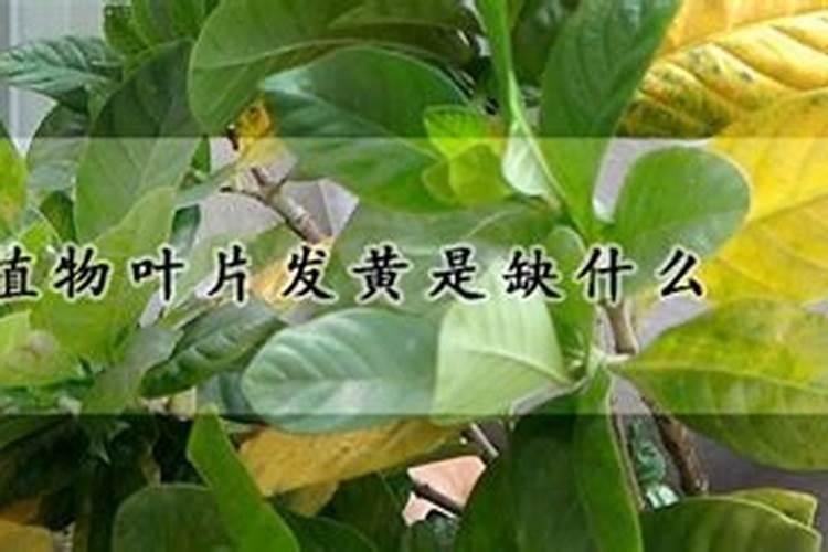 绿植叶子发黄施什么肥