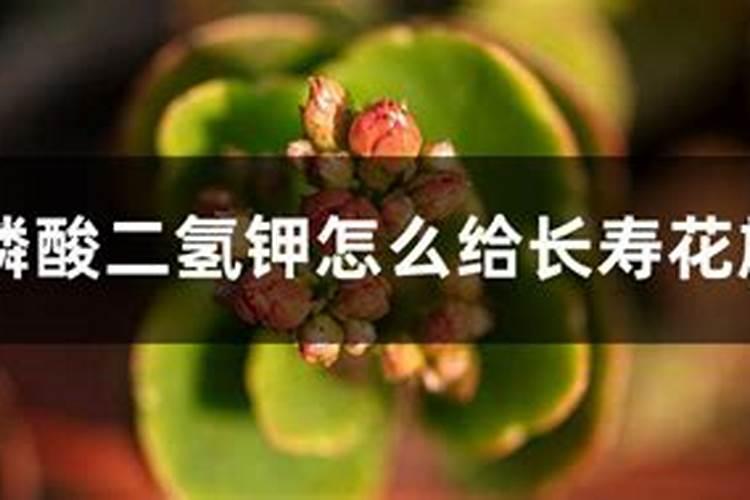 长寿花怎样使用磷酸二氢钾