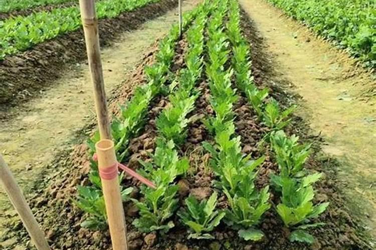 哪种肥料施加给莴笋能使其又粗又大