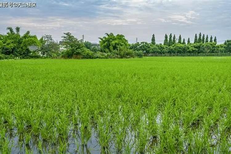 黄瓜什么时候用高钾肥料 怎么施肥提高产量