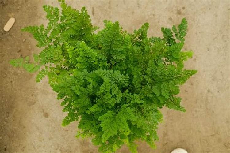 铁线蕨施什么肥？