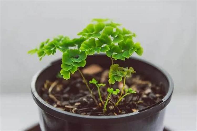 铁线蕨栽培方法注意事项