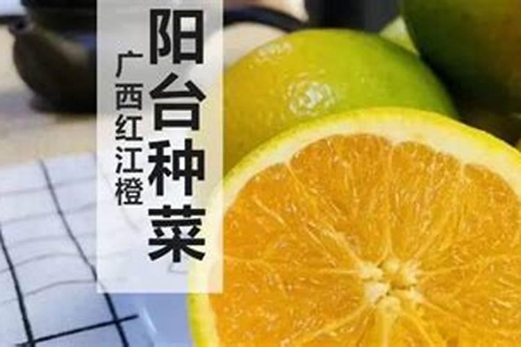 红橙树如何管理比较好些