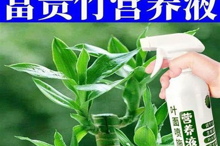 君子兰换盆后可施叶面肥吗？