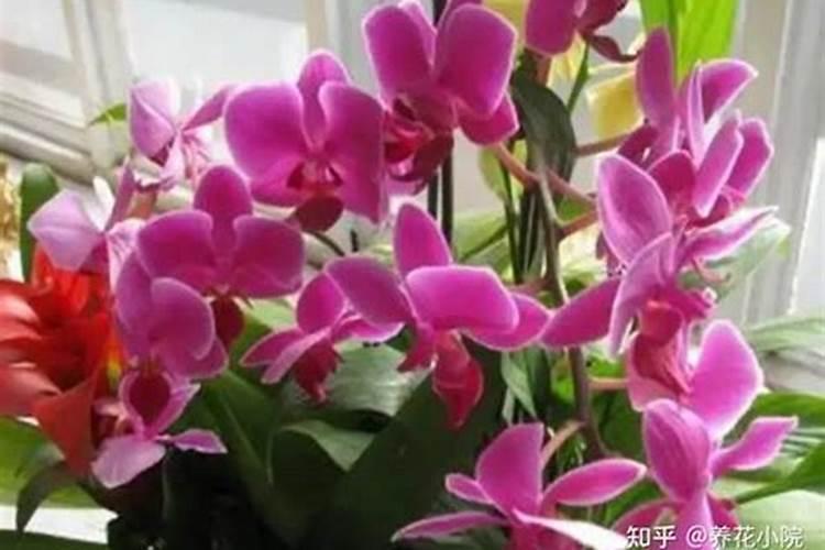 蝴蝶兰用什么肥好呢,我有磷酸二氢钾兑水可以吗