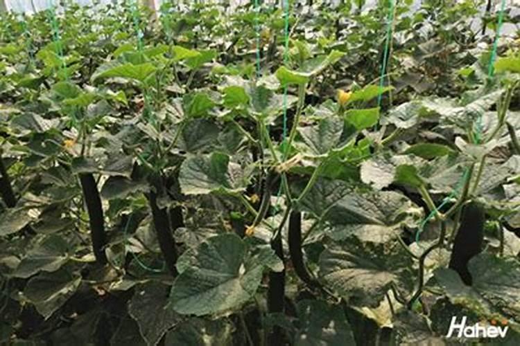 怎么给大棚蔬菜补钙？用什么钙肥比较好？
