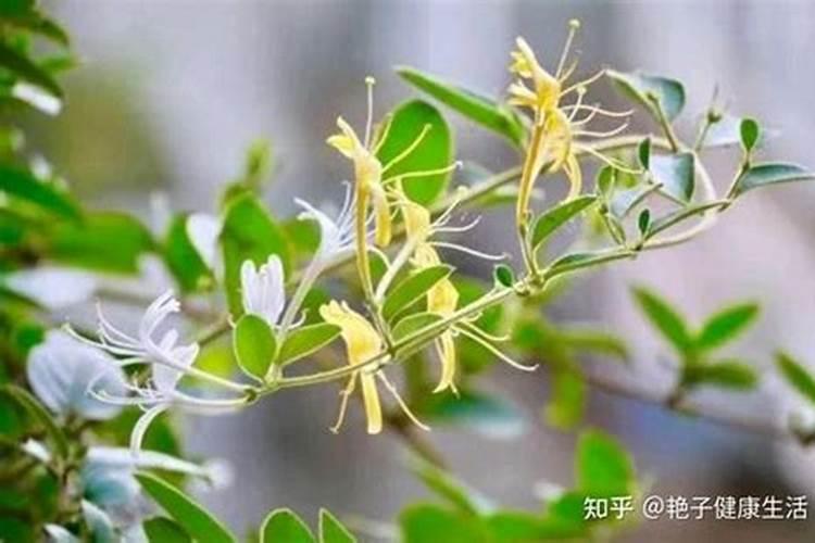 金银花叶子发黄枯萎怎么办