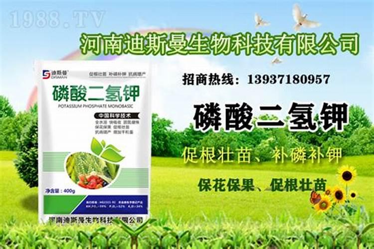 桃树叶面肥如何用磷酸二氢钾