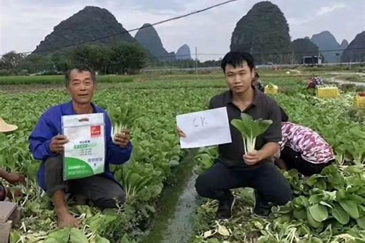 蔬菜晚上施肥好还是早上施肥好(种菜什么时候施肥好)