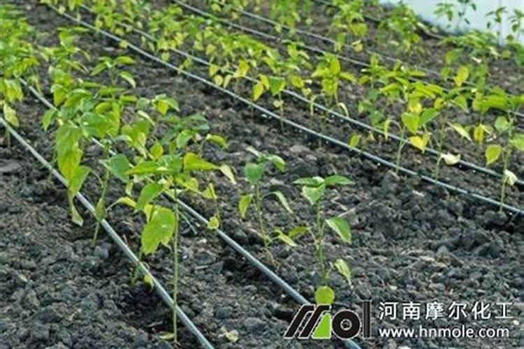 水溶肥浇地的方法