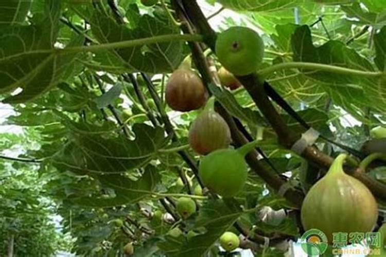 给盆栽植物用什么肥料