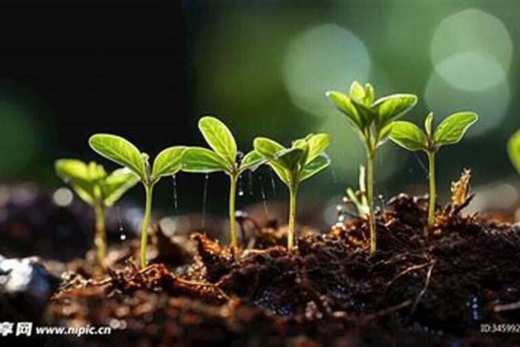 什么肥料对兰花发芽生根开花最好