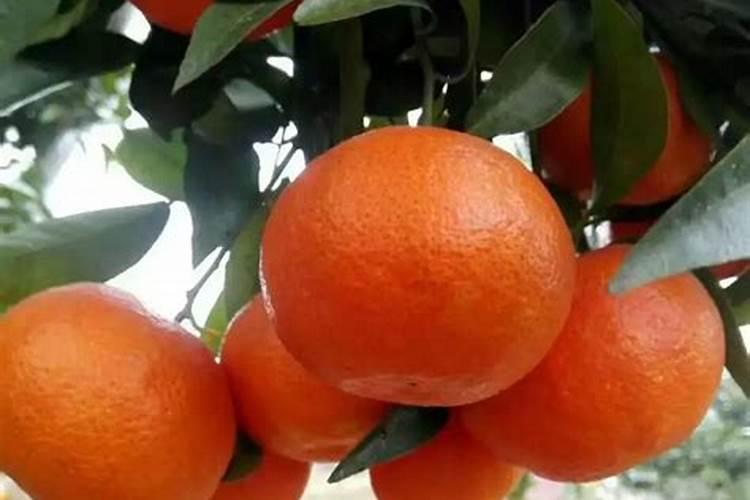 月季怎样喷施叶面肥？