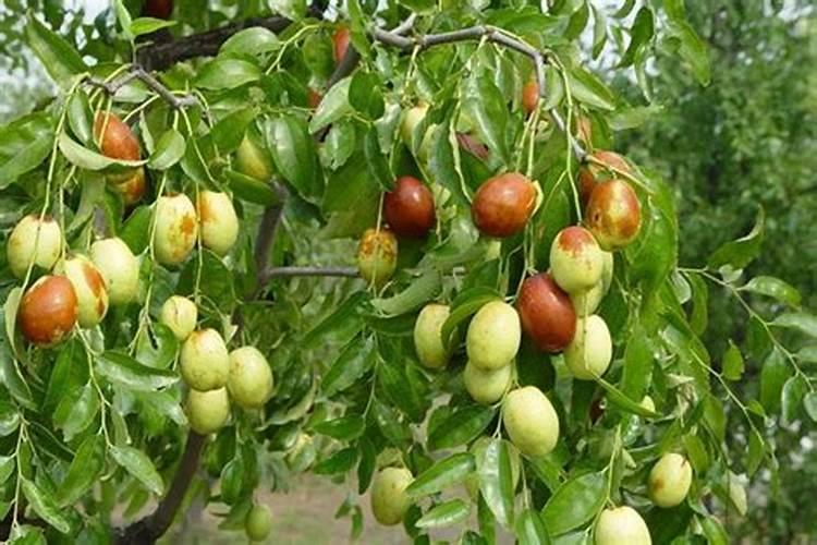 红枣树好养么。