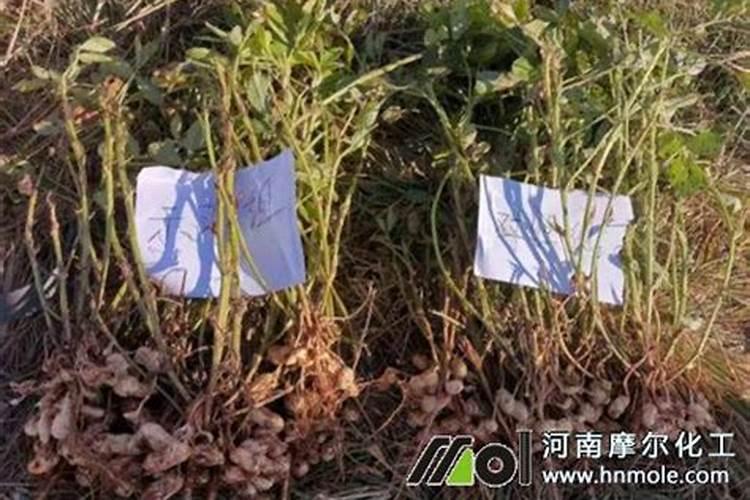 水溶肥辣椒田喷施用量？