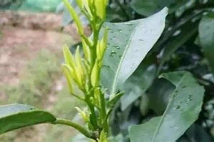 种红蒜要用叶面肥,种红蒜如何施叶面肥？