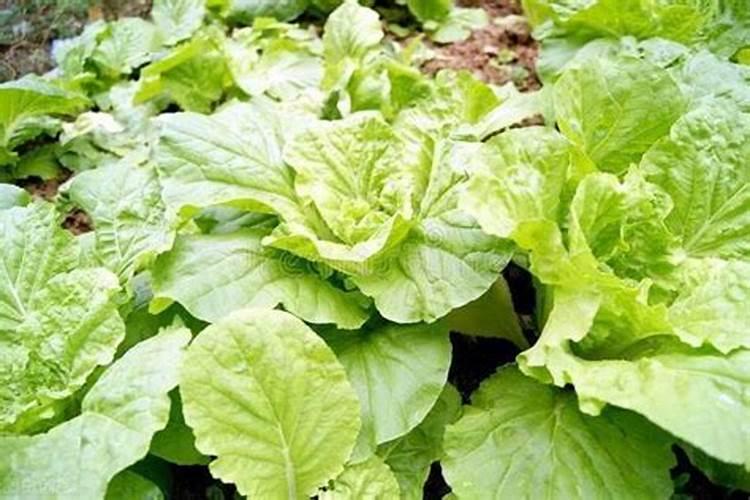 种植大白菜怎样施肥才产量高(种大白菜需要什么底肥)