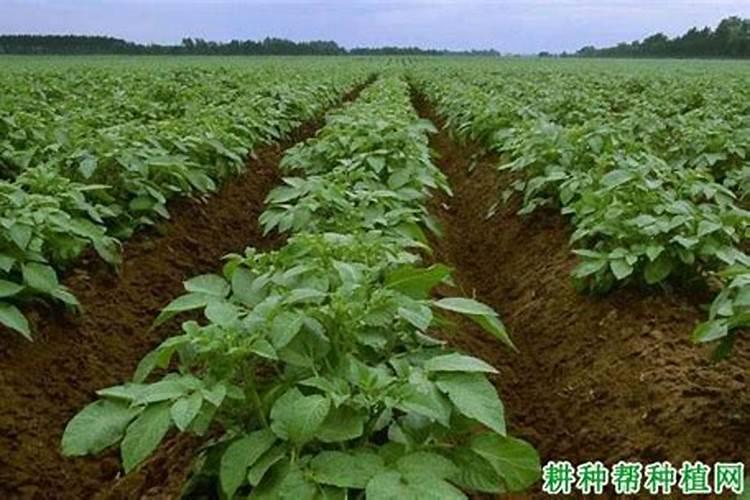 盆栽复合肥多久施一次