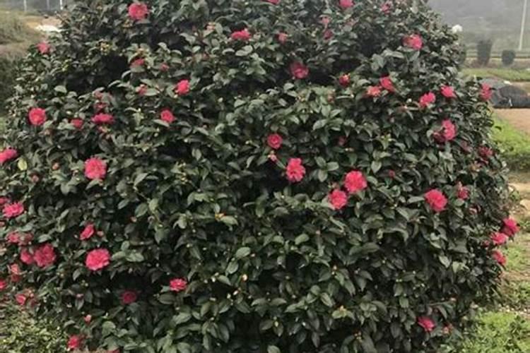 茶花树施什么肥料最好
