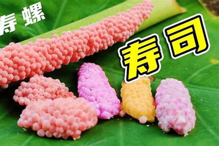 回收的福寿螺卵都被用在什么地方了