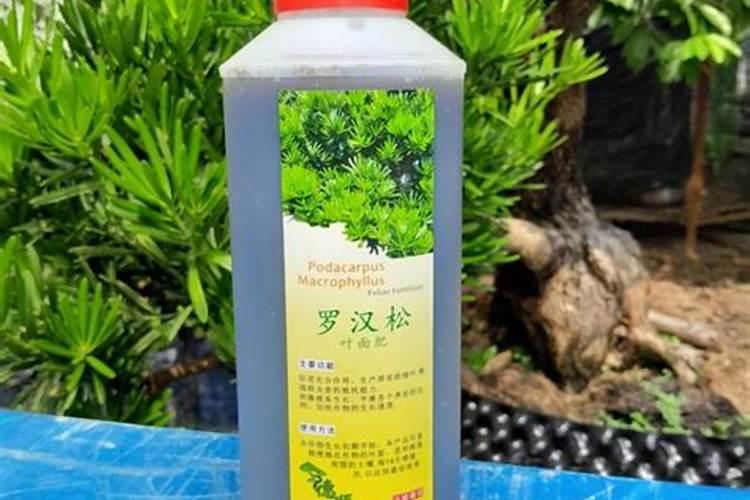 罗汉松矮化增粗,追施复合肥并喷洒矮壮素