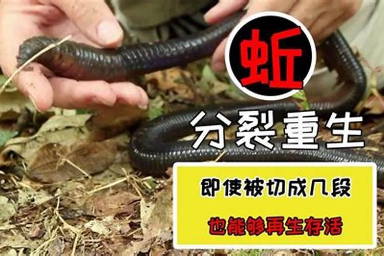 天门冬施什么肥料好