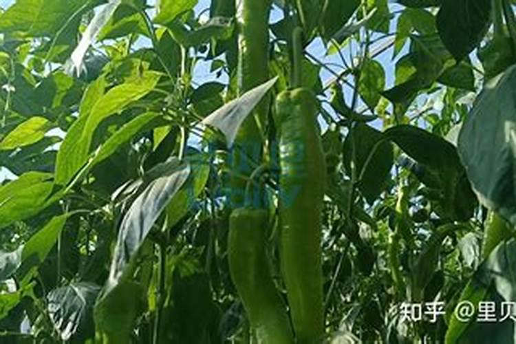 推荐一款好用的叶面肥？