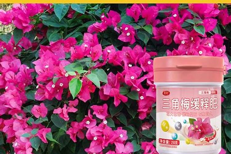 三角梅用什么肥料开花