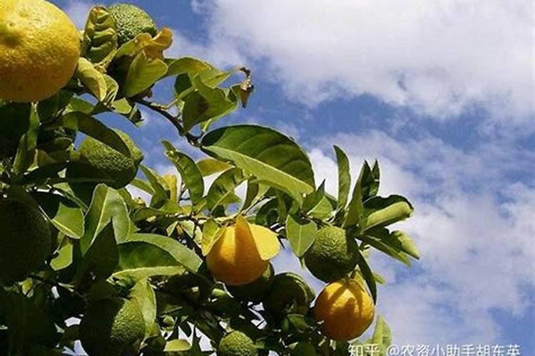 柠檬怎么施肥？