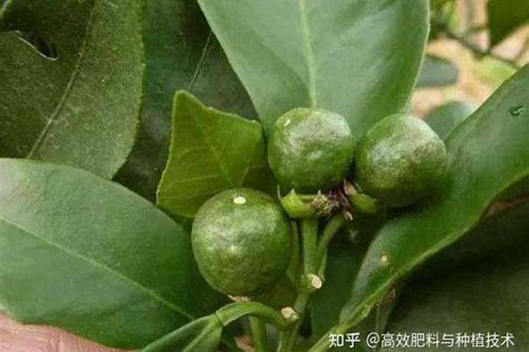 苹果树在花期能喷硼肥吗？