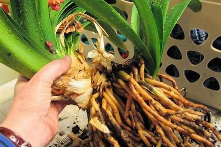 君子兰用什么肥料较好