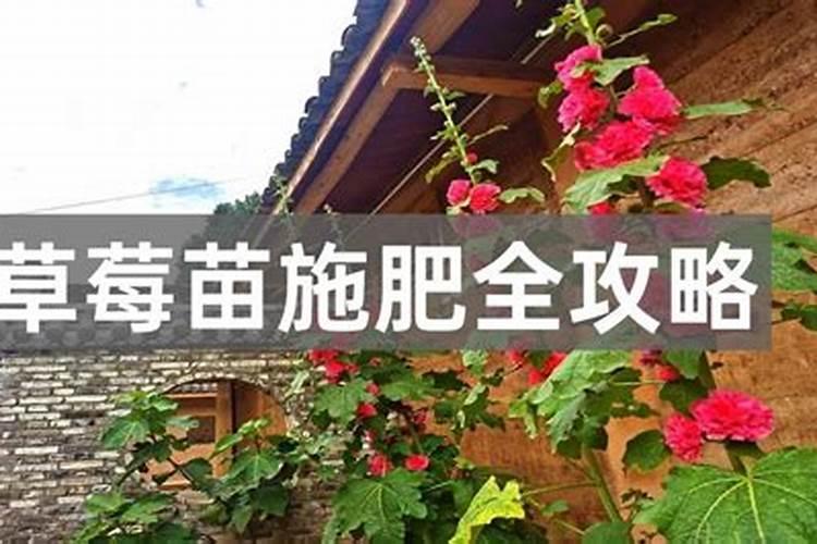 草莓苗移栽后多久可以施肥 草莓移栽后需等多久施肥？