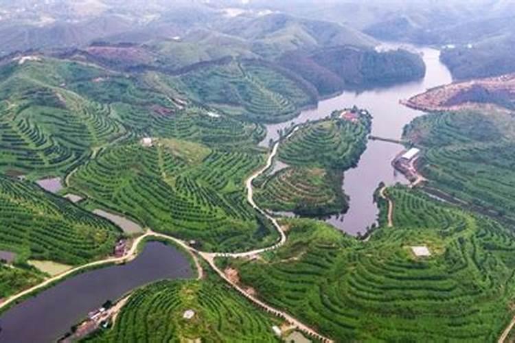 种植中药材,为什么要科学施肥