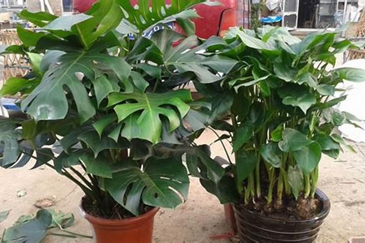 大棚黄瓜坐果期应该怎么施肥？