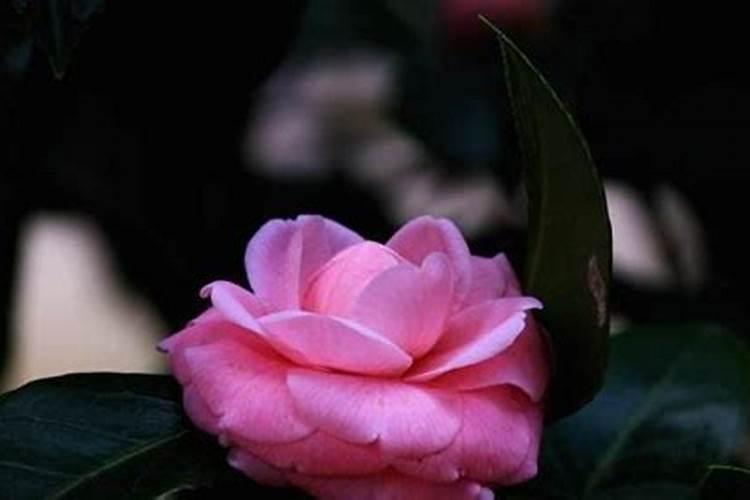 茶花要上什么肥料？