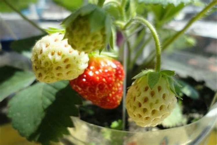 氮肥要兑水施在草莓苗上吗