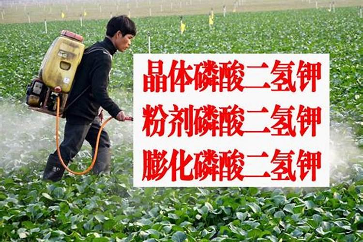 十大名牌磷酸二氢钾