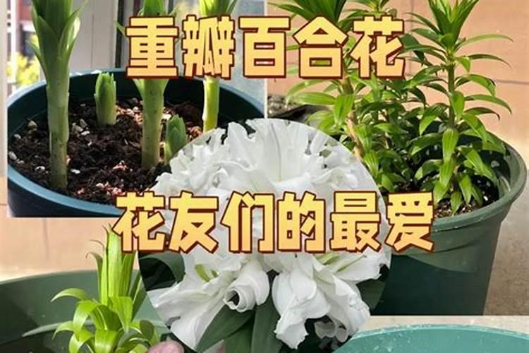 前几天在网上买了一个百合花种球,里面送了一包快速生根粉,那怎么用