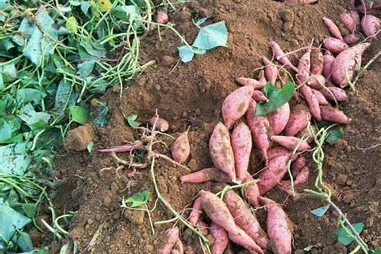 喷喷富富硒肥的作用？