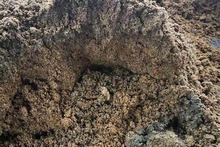 发酵的羊粪会不会把姜弄烂？