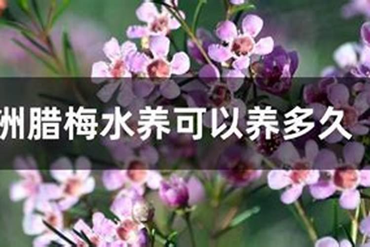 澳洲腊梅怎么养 有哪些注意事项