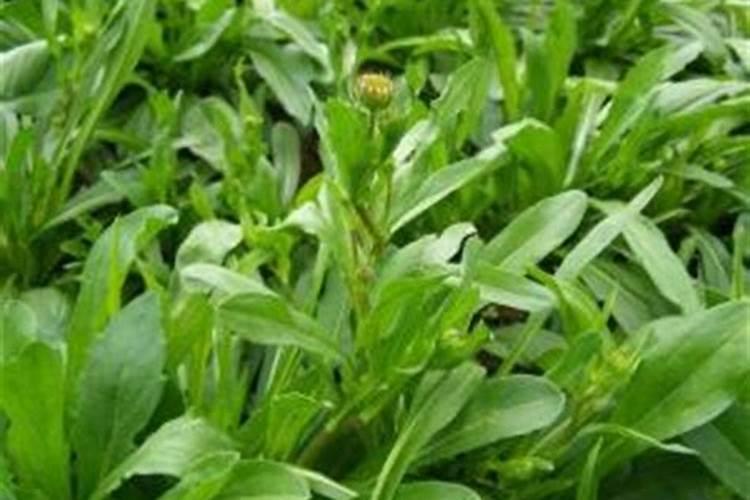怎么种盆栽非洲菊？
