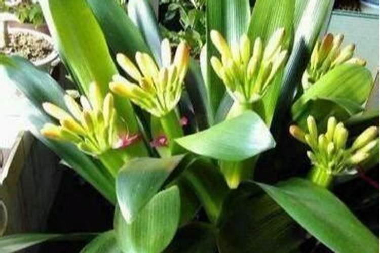 自贡远见肥业有限公司怎么样？