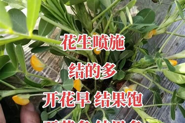 花生不同生长阶段的追肥要点