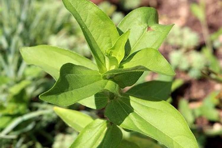 百日草要怎样管理？