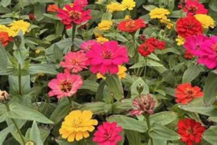 百日草的种植方法